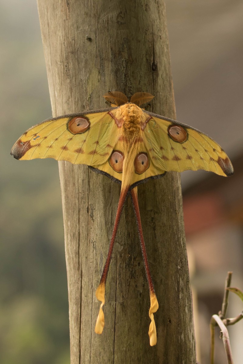 Madagascan Moon Moth - ML644462857