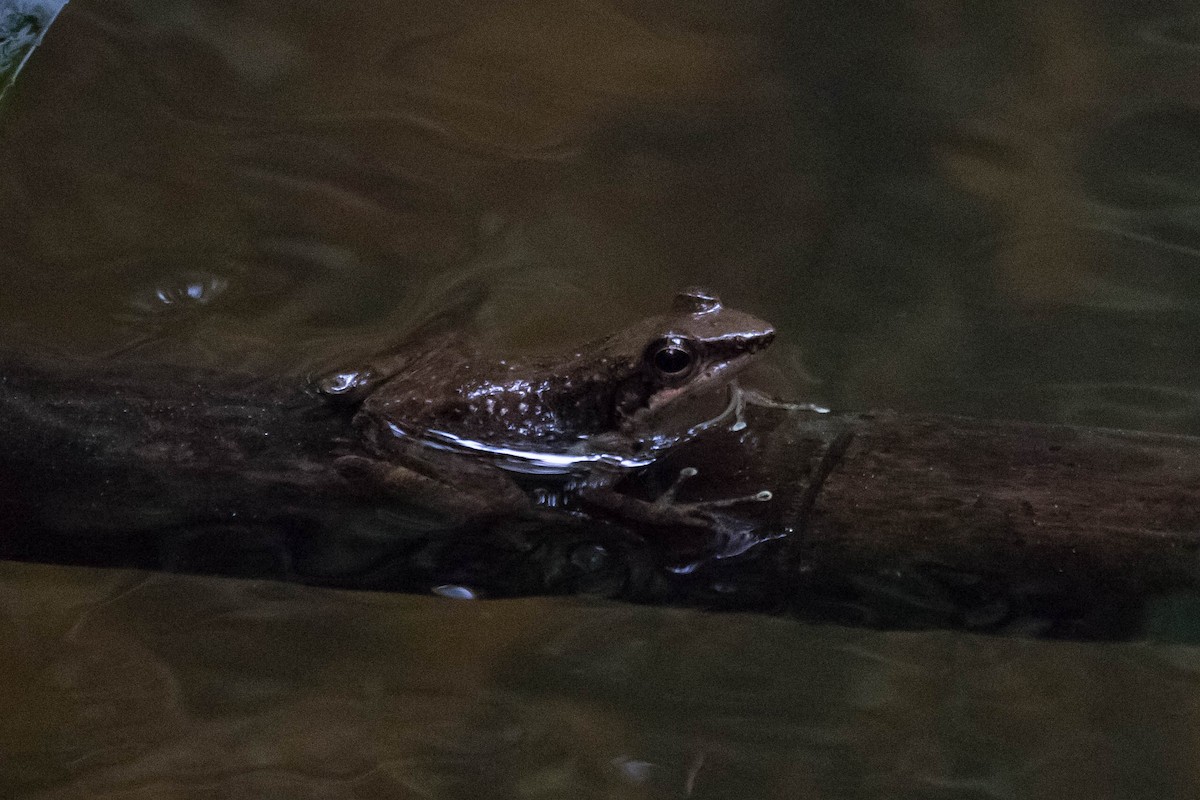 Ivohimanita Madagascar Frog - ML644462858