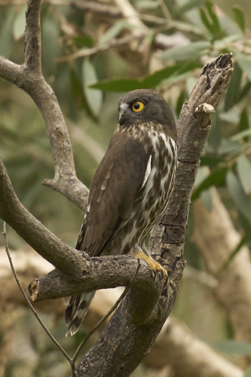 Иглоногая сова - ML644462862