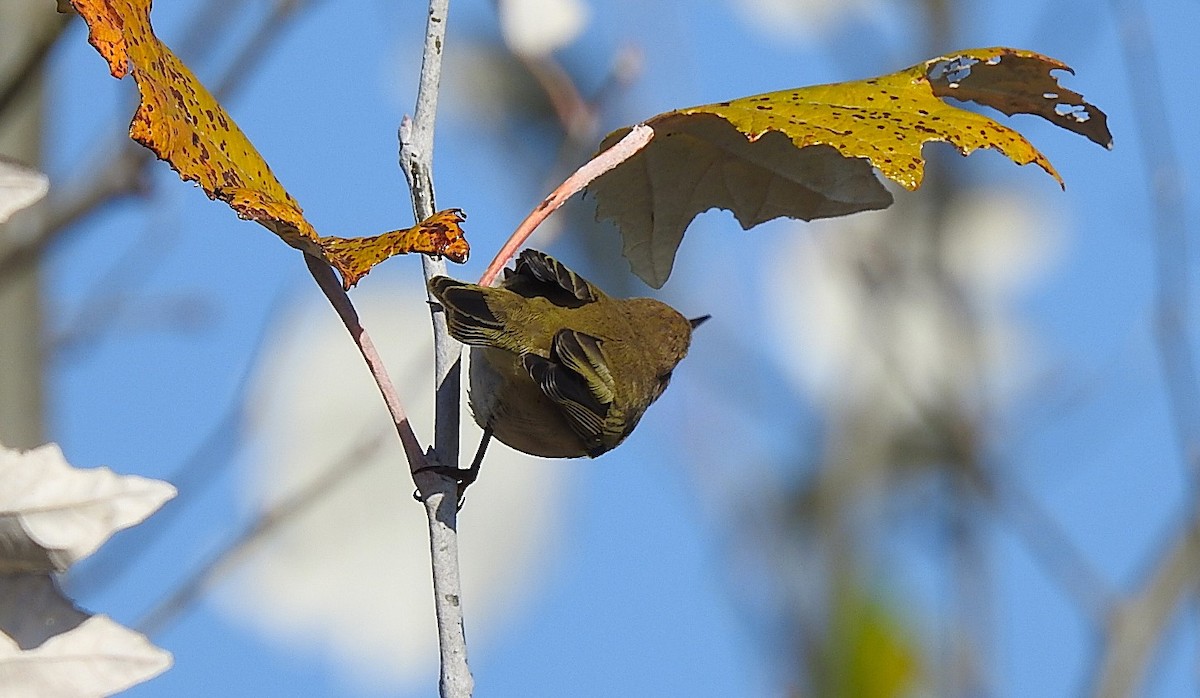 budníček menší - ML644462866