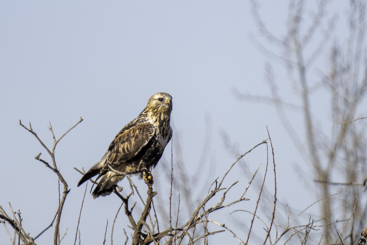 Poiana calzata - ML644462868