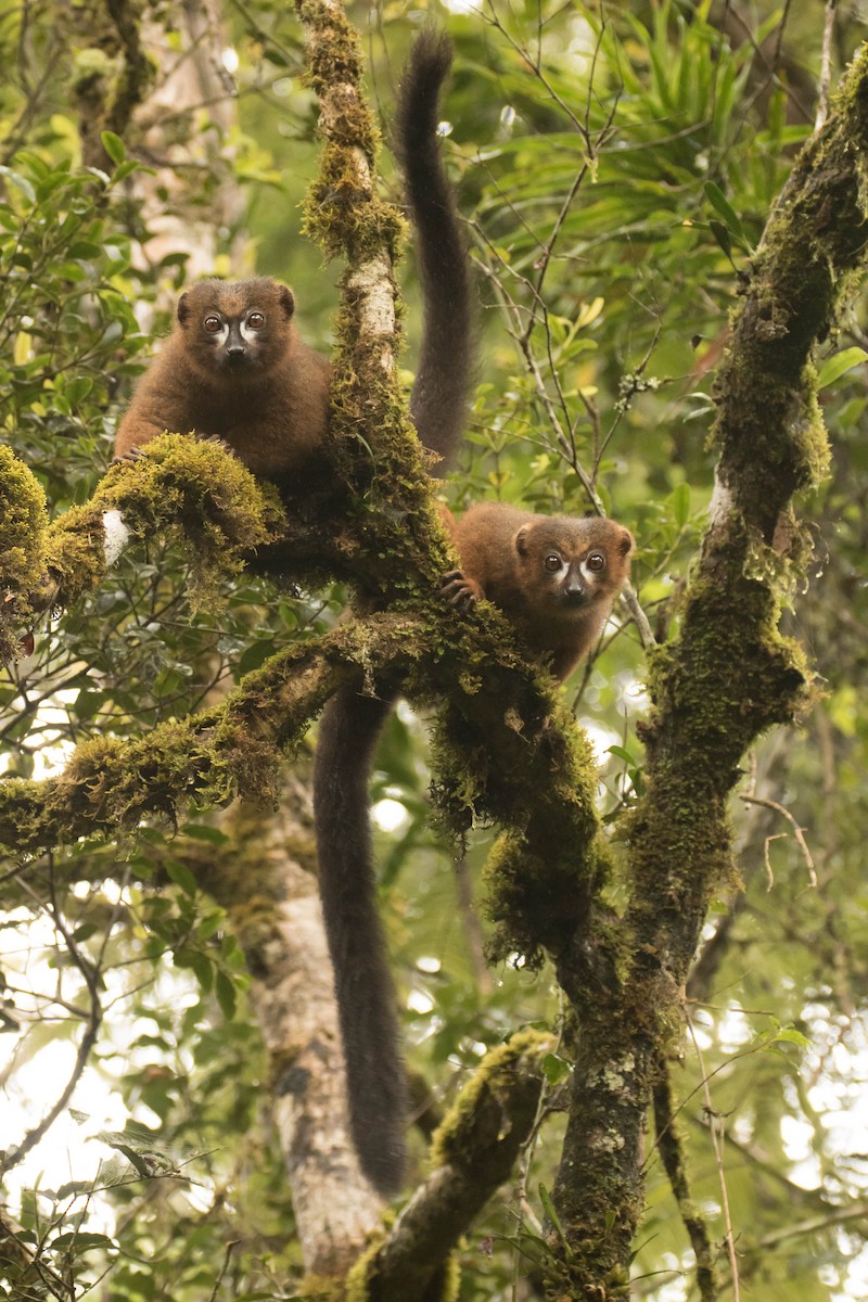 Red-bellied Lemur - ML644462869