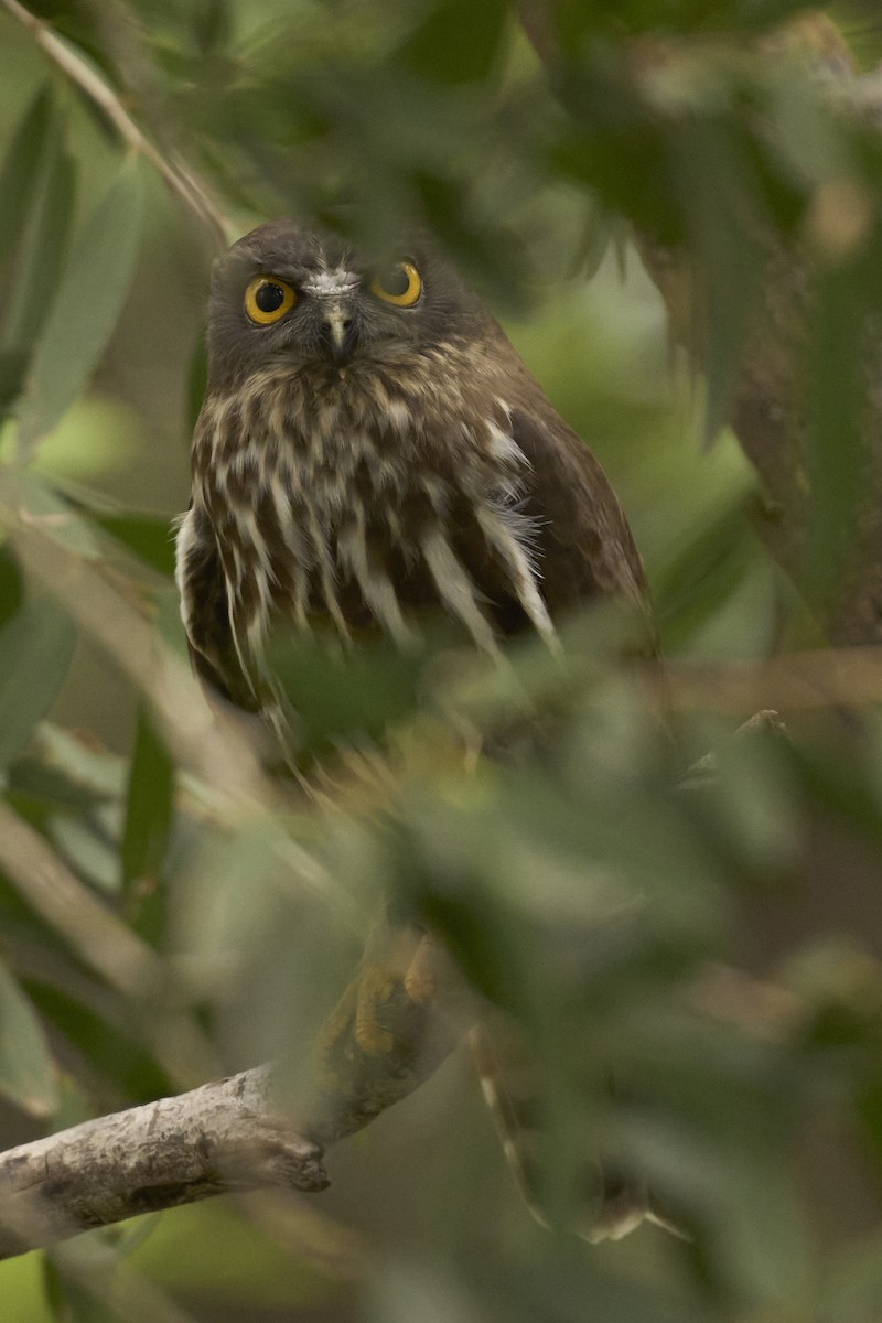 Иглоногая сова - ML644462876