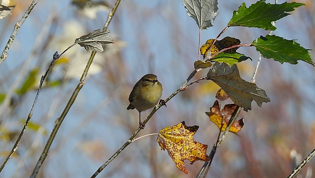 budníček menší - ML644462878