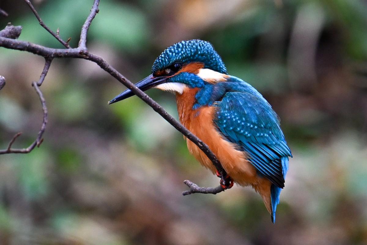 翠鳥 - ML644462884