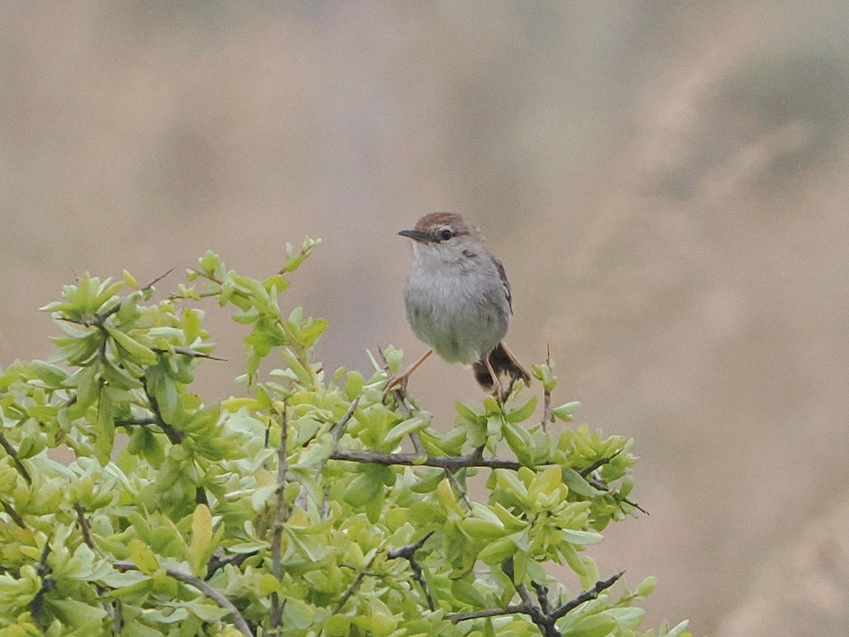 Cisticole à couronne rousse - ML644462886