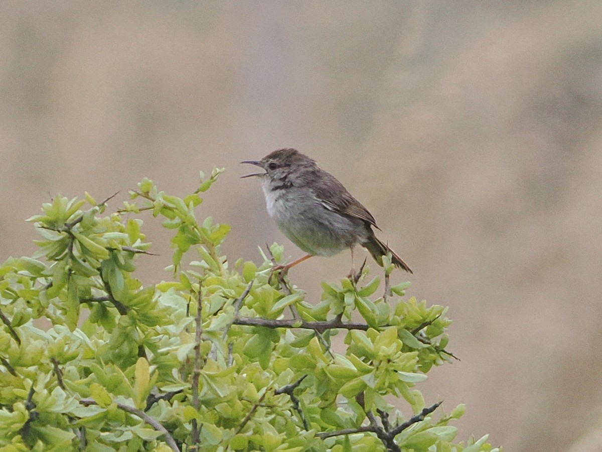 Cisticole à couronne rousse - ML644462887