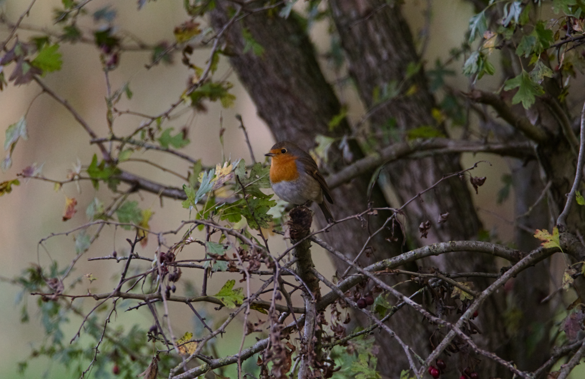 European Robin - ML644462899