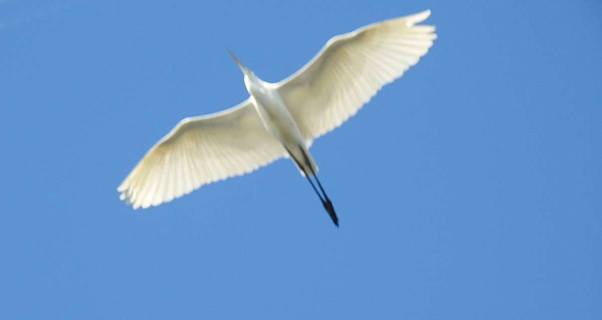 volavka bílá - ML644462901