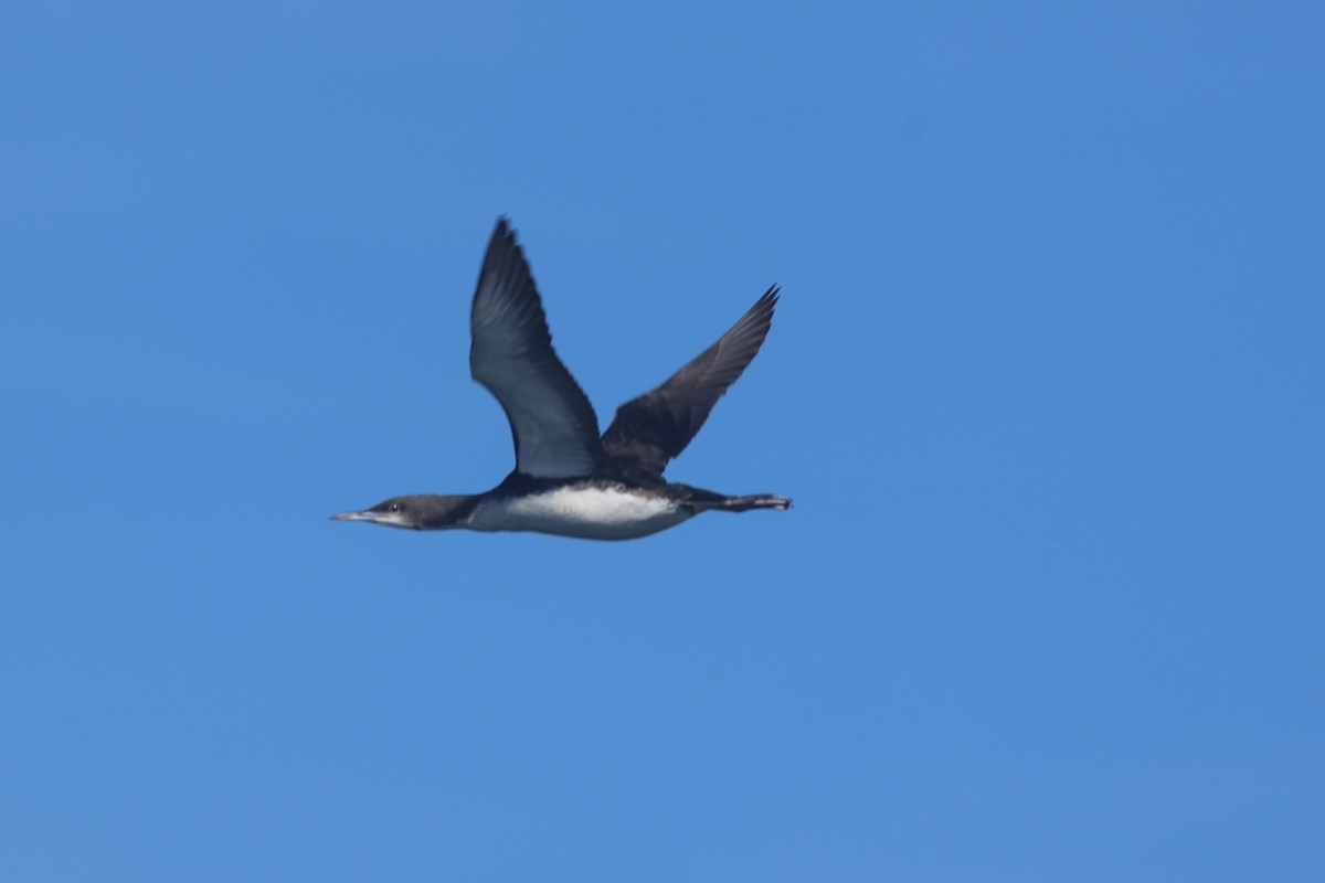 Plongeon du Pacifique - ML644462903