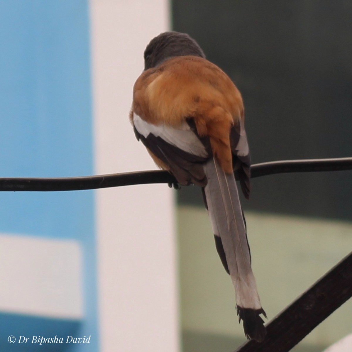 Kızıl Saksağan - ML644462910