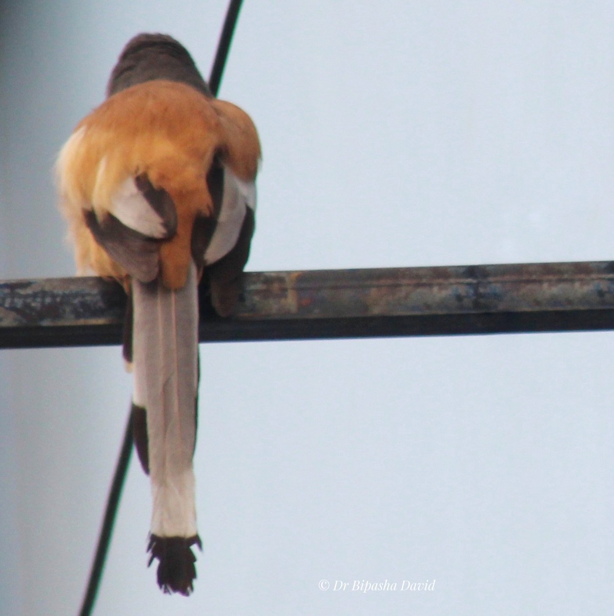 Kızıl Saksağan - ML644462911