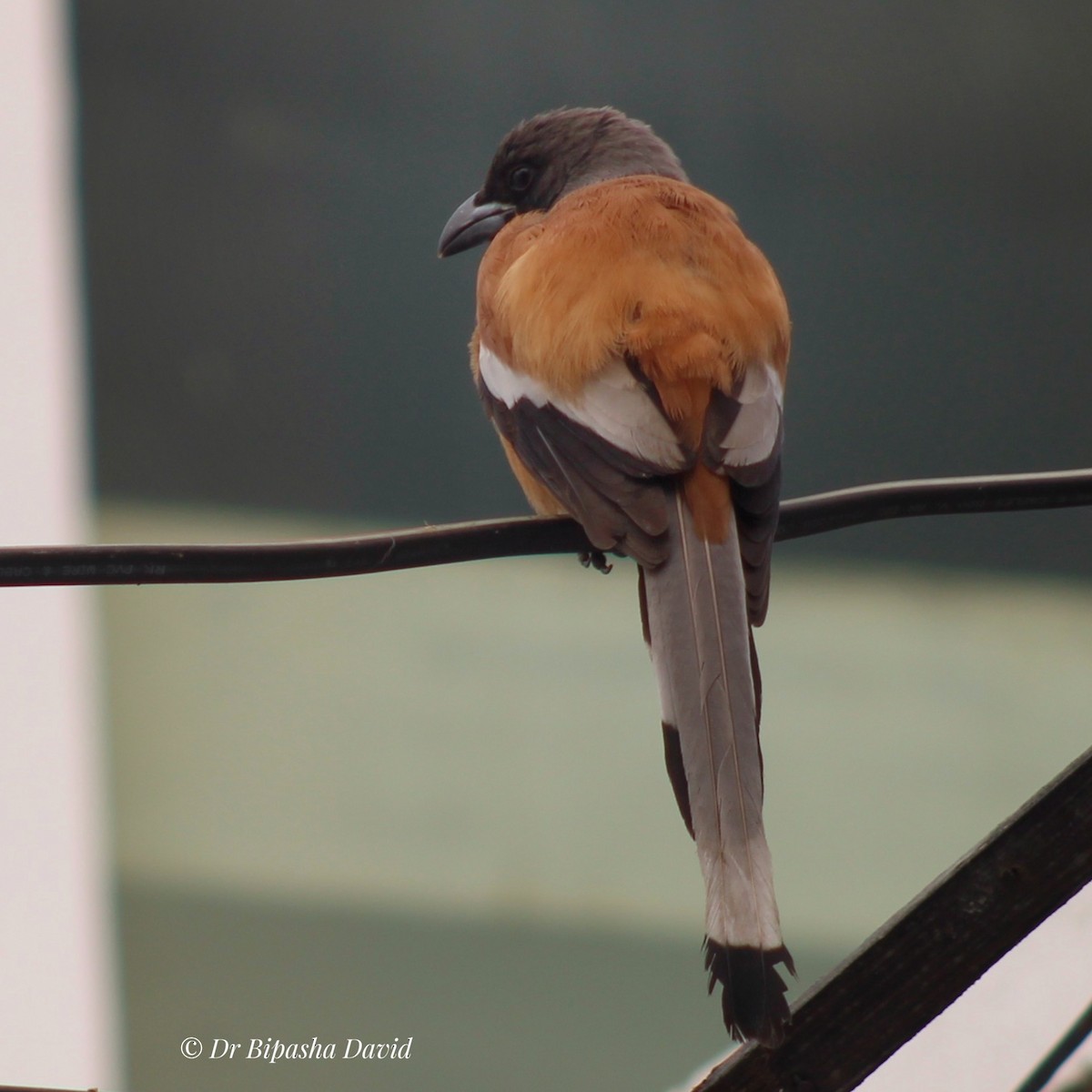 Kızıl Saksağan - ML644462912