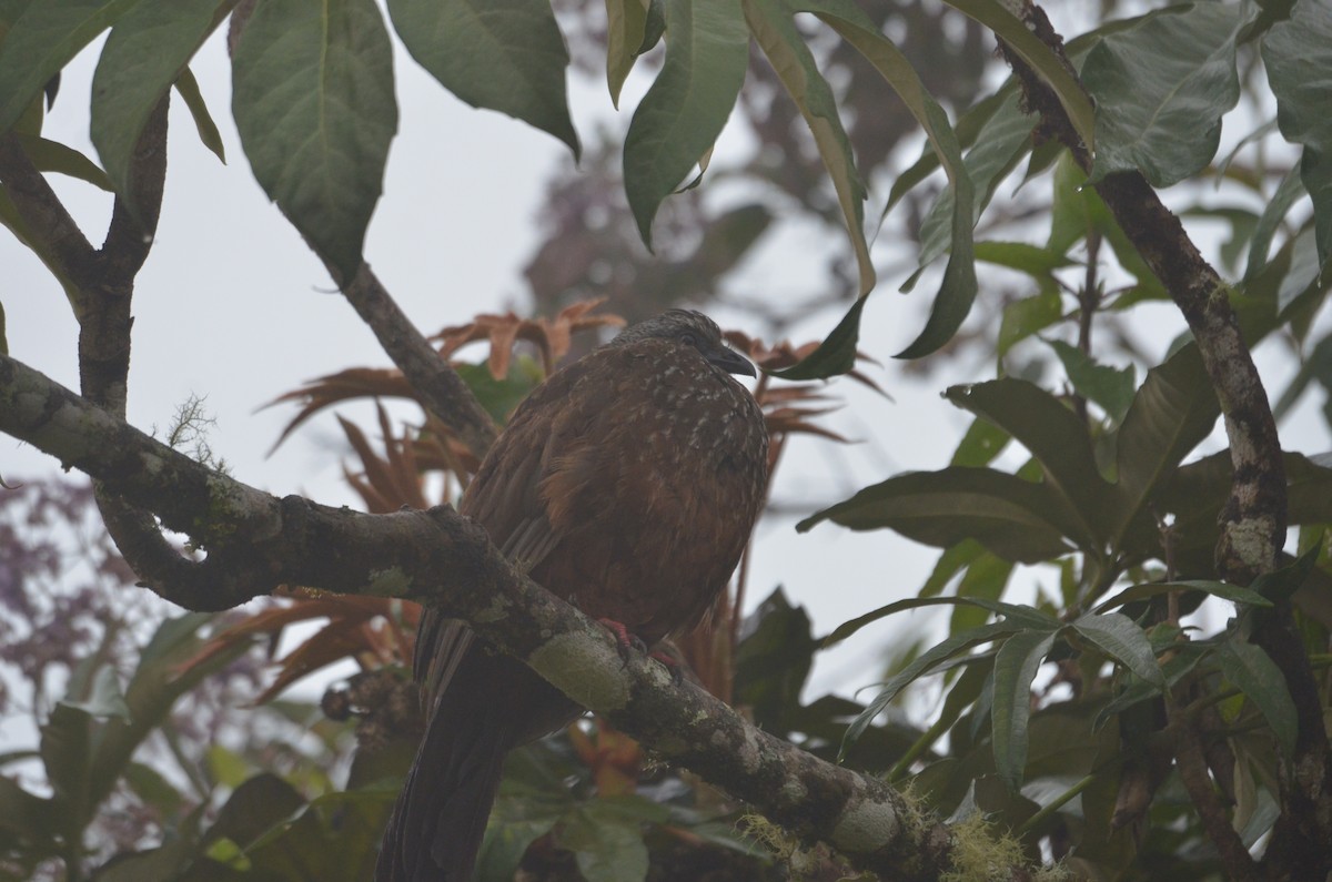 andeshokko - ML644462915