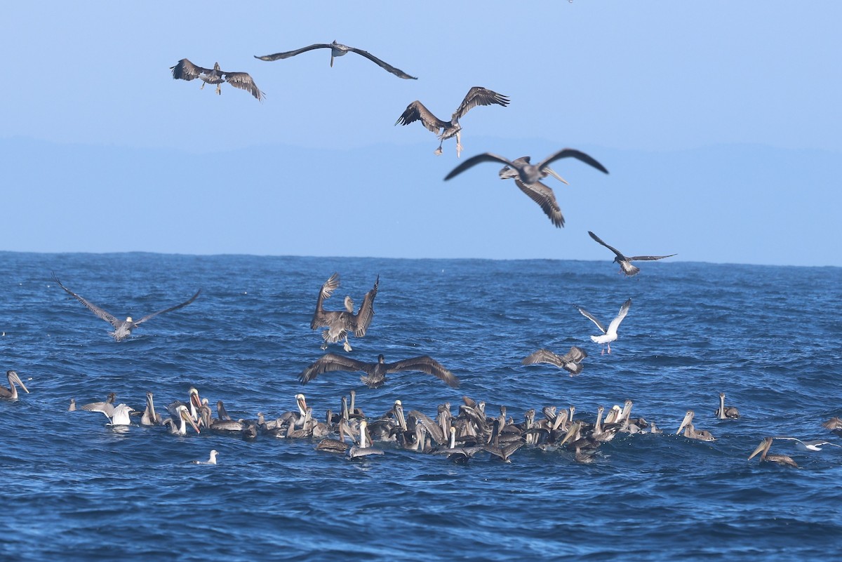 Pélican brun - ML644462921