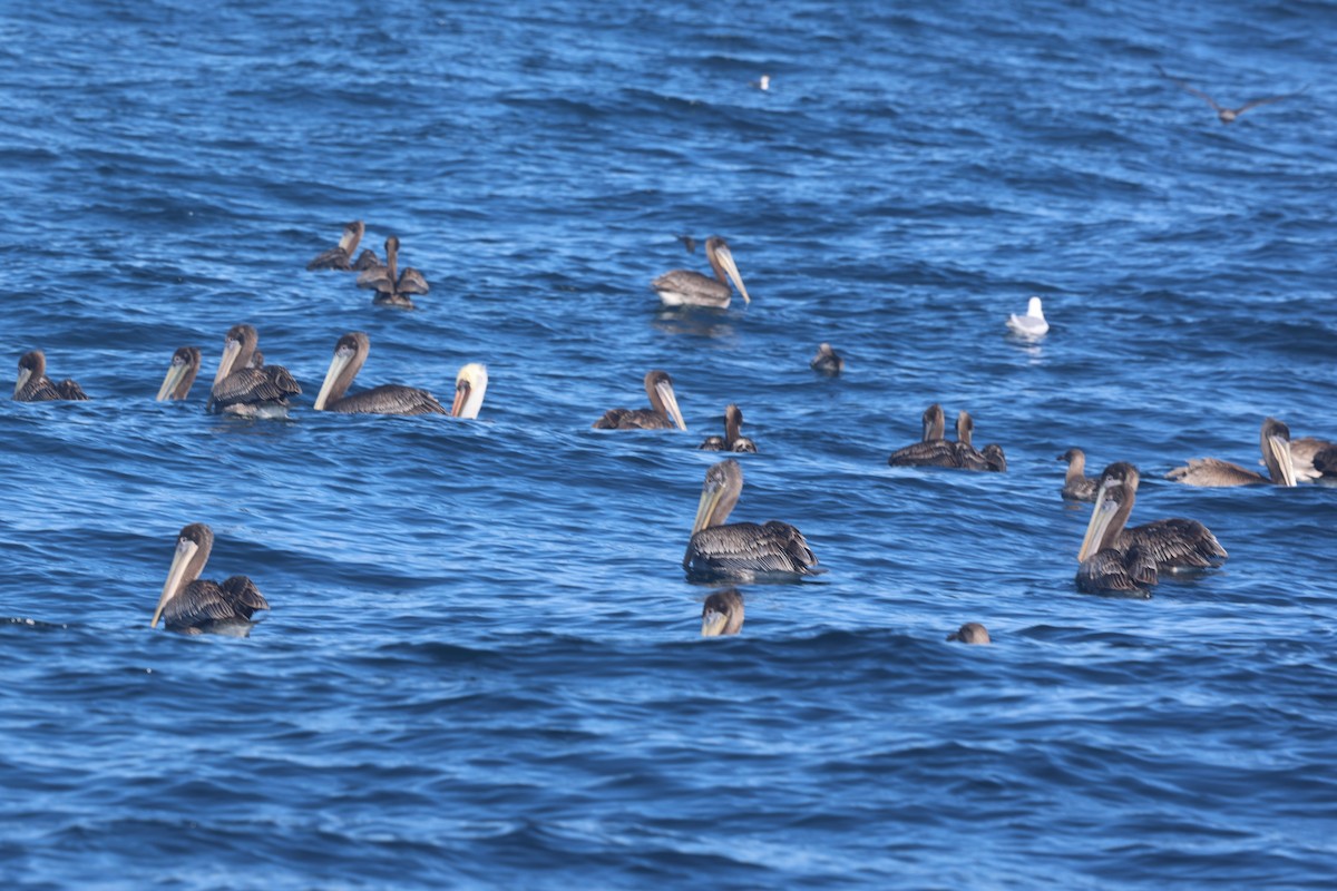 Pélican brun - ML644462922