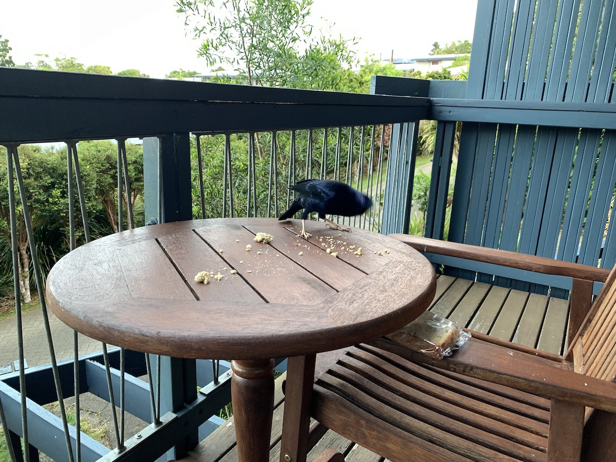 lemčík hedvábný - ML644462923