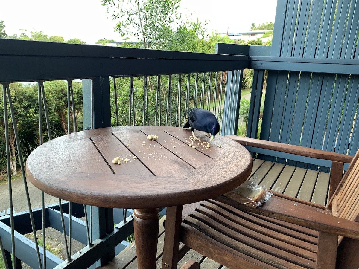 lemčík hedvábný - ML644462924