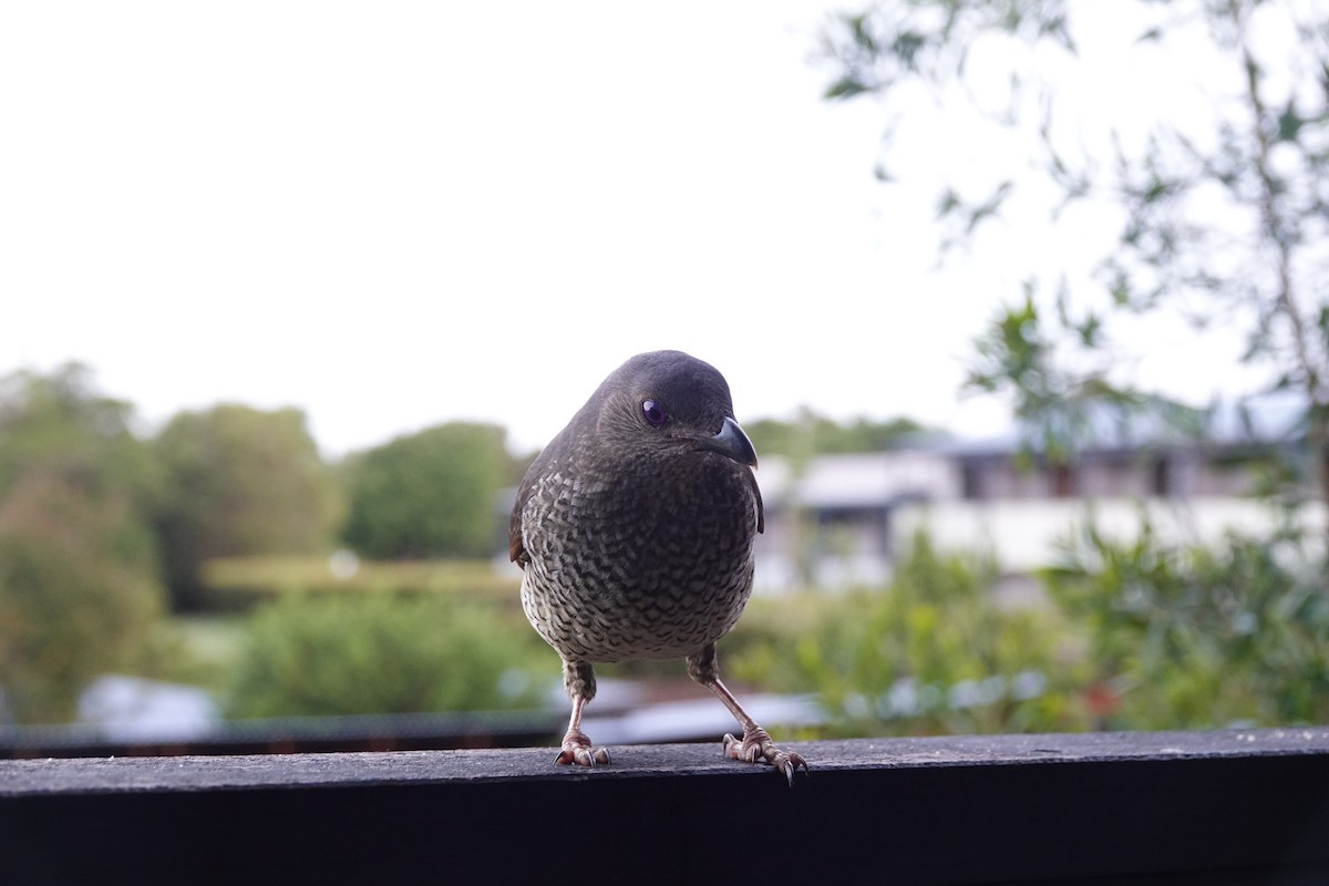 lemčík hedvábný - ML644462926