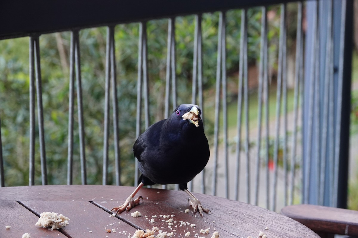 lemčík hedvábný - ML644462928