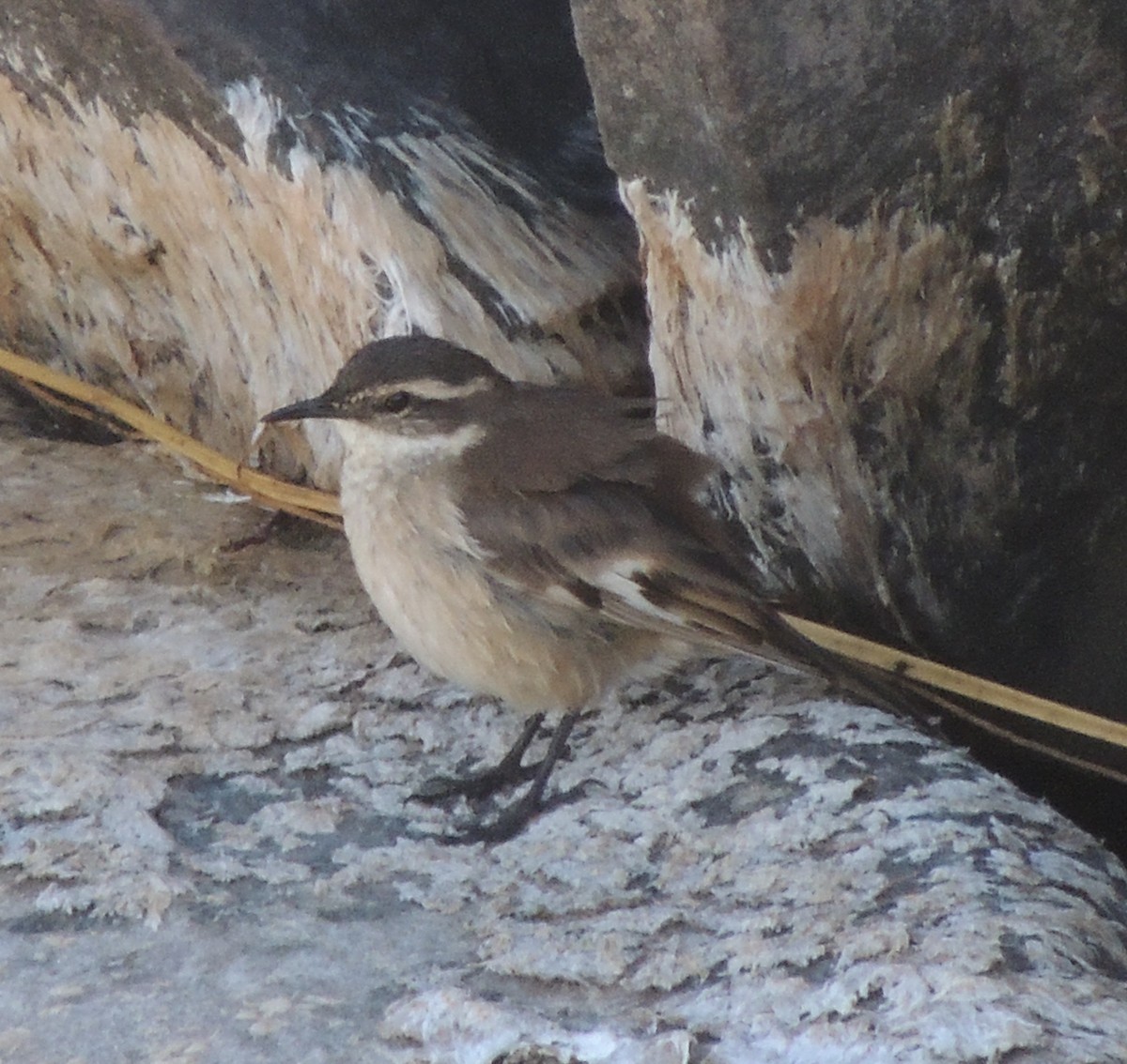 White-winged Cinclodes - ML644462930