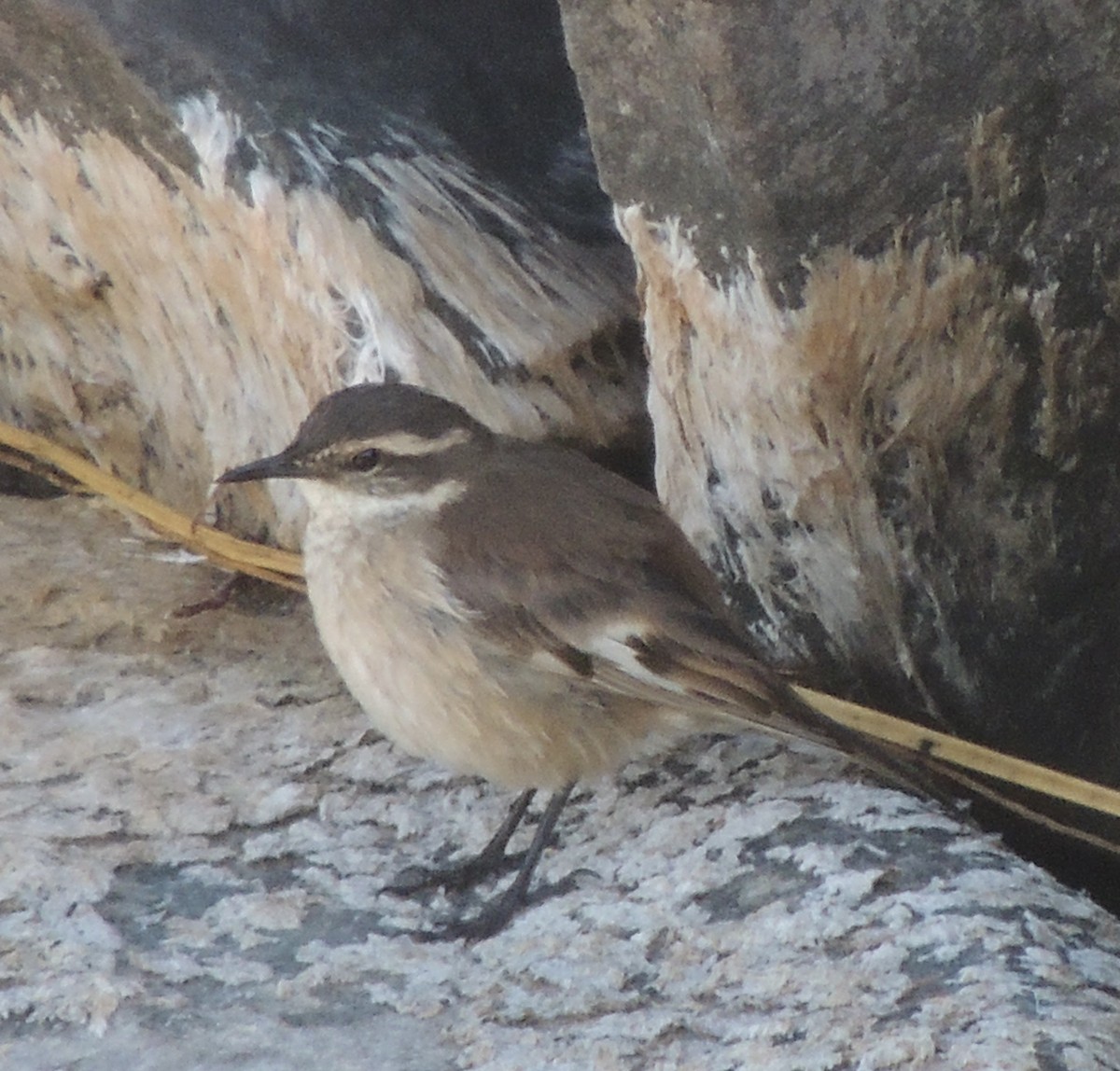 White-winged Cinclodes - ML644462931