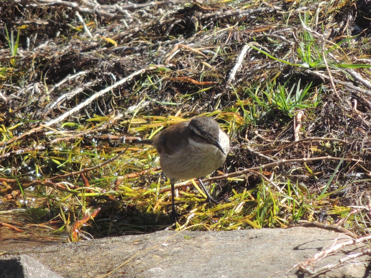 White-winged Cinclodes - ML644462932