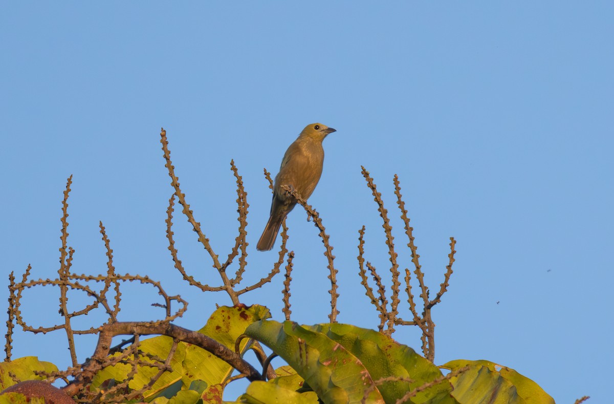 Palm Tanager - ML644462935