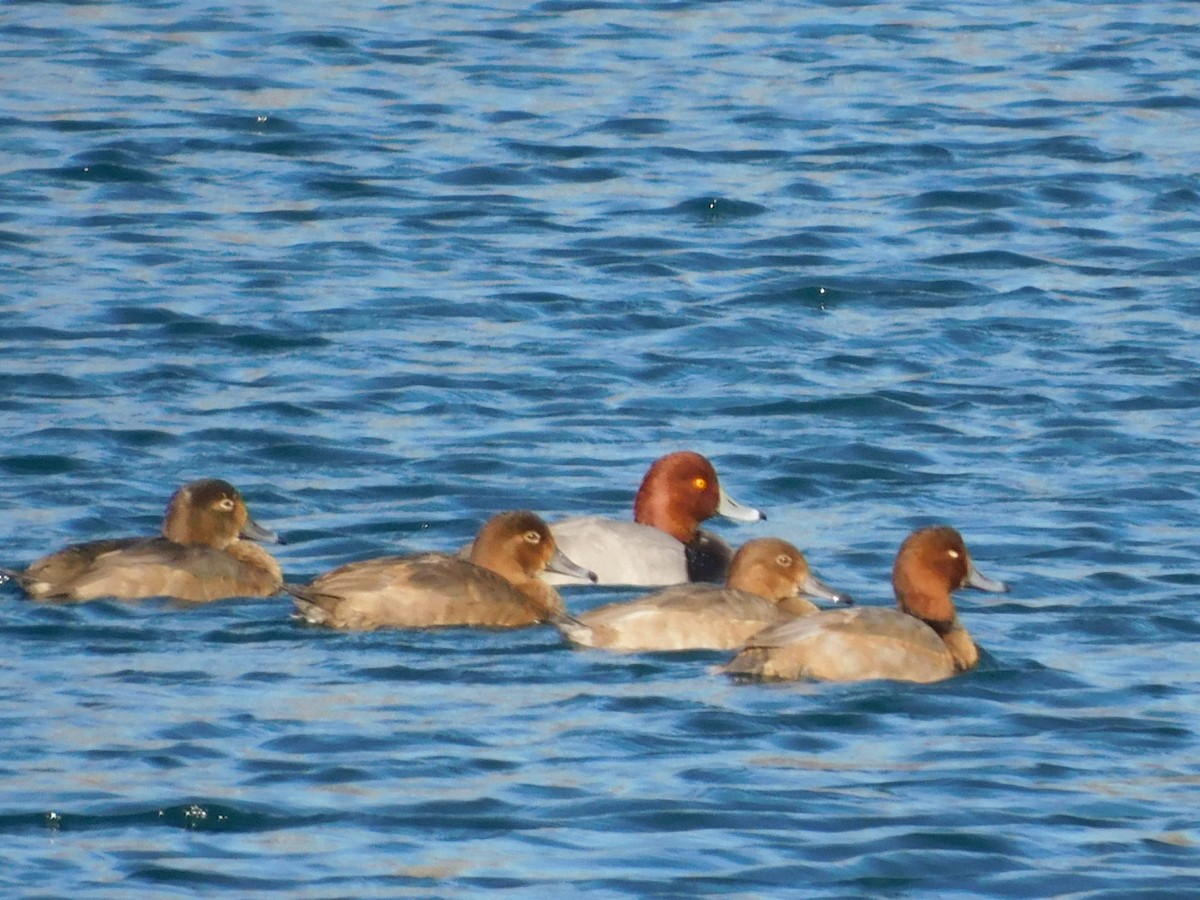 Redhead - ML644462936