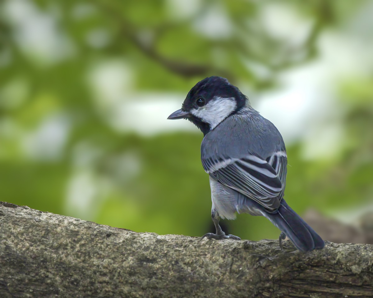 Asian Tit - ML644462937