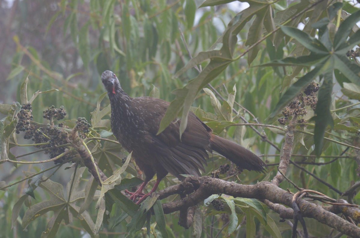 andeshokko - ML644462938