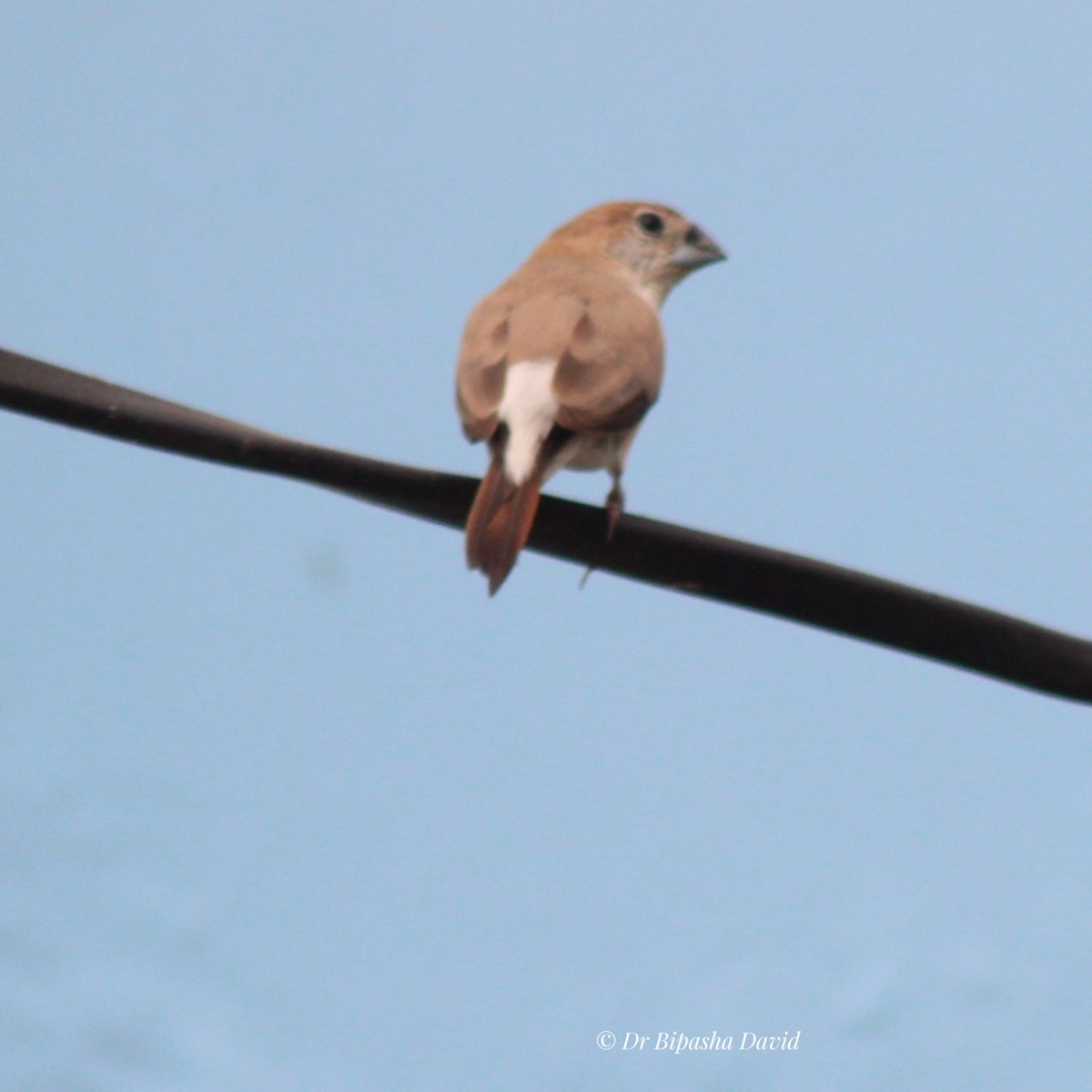 Indian Silverbill - ML644462944