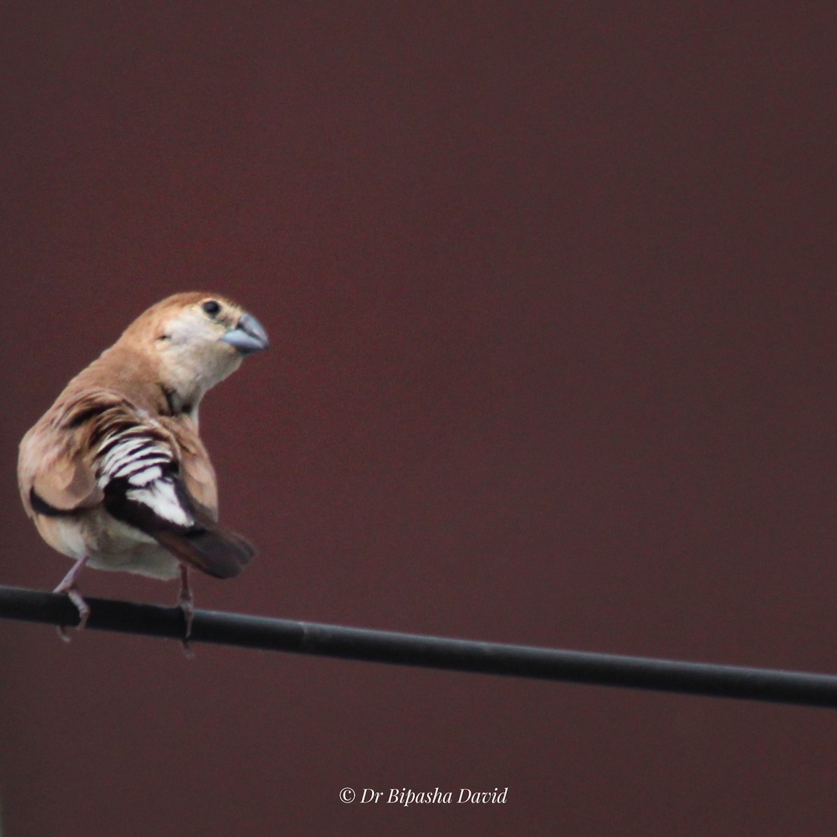 Indian Silverbill - ML644462945
