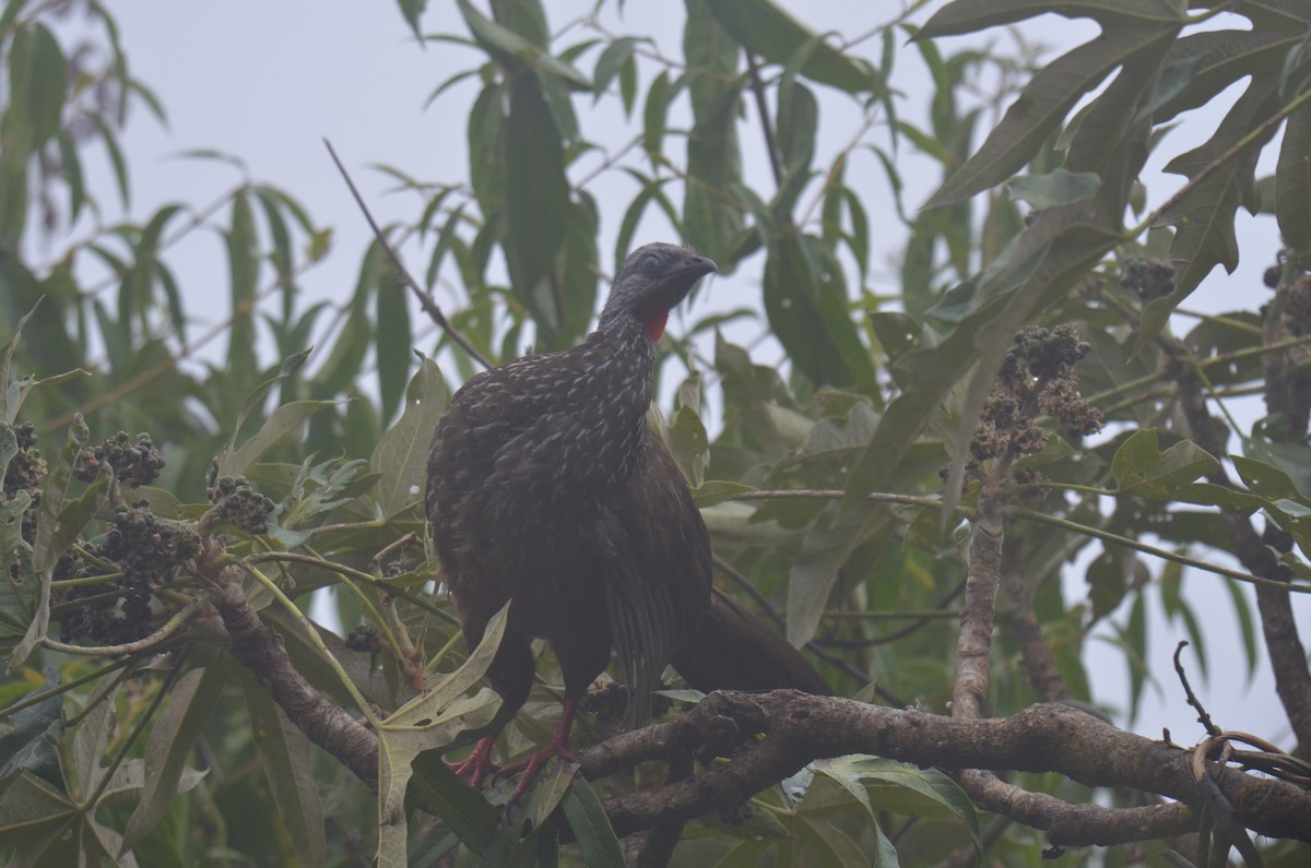 andeshokko - ML644462946