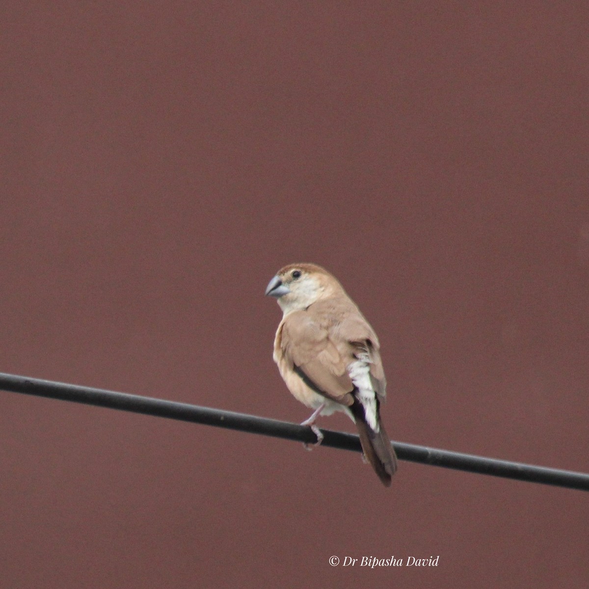 Indian Silverbill - ML644462947