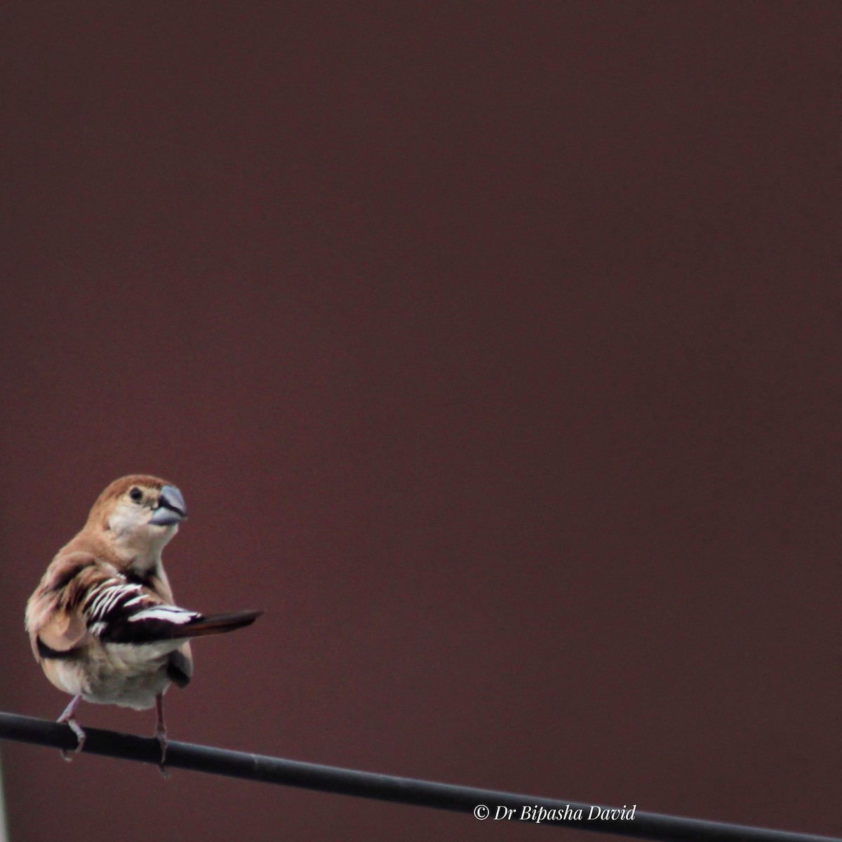 Indian Silverbill - ML644462948