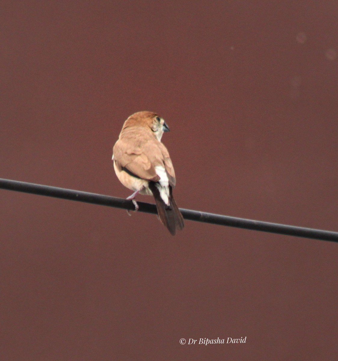 Indian Silverbill - ML644462949
