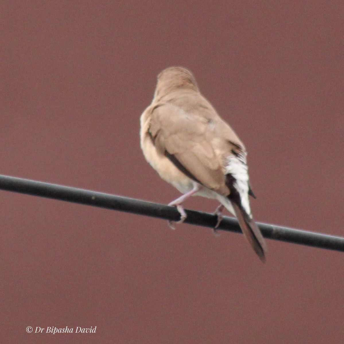 Indian Silverbill - ML644462950