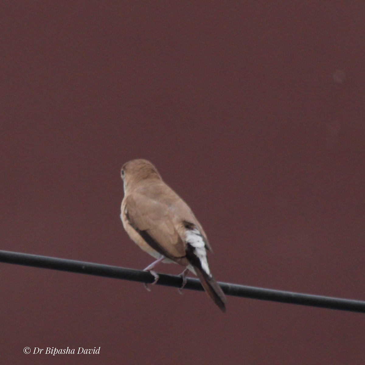 Indian Silverbill - ML644462952