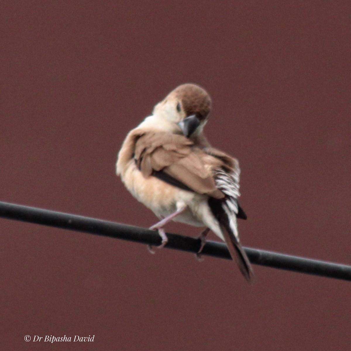 Indian Silverbill - ML644462954