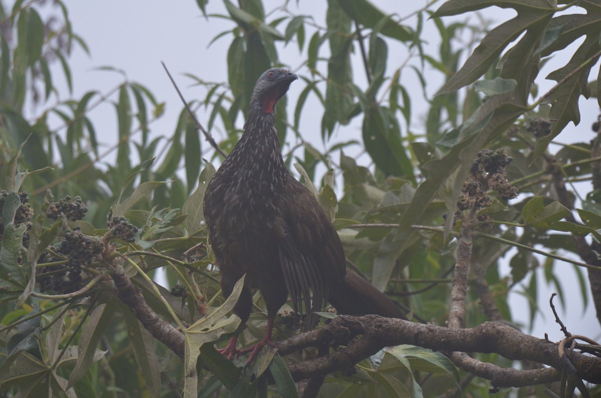 andeshokko - ML644462960