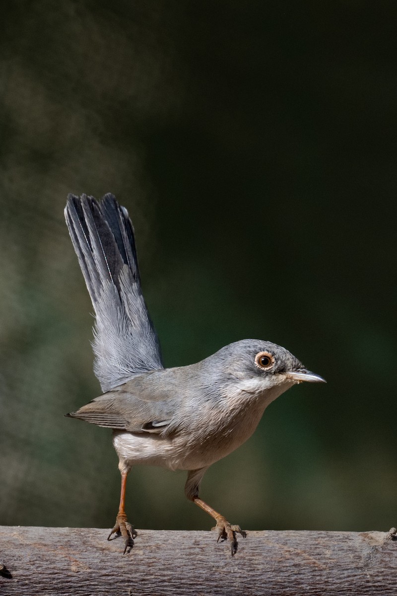 Fauvette de Ménétries - ML644462965