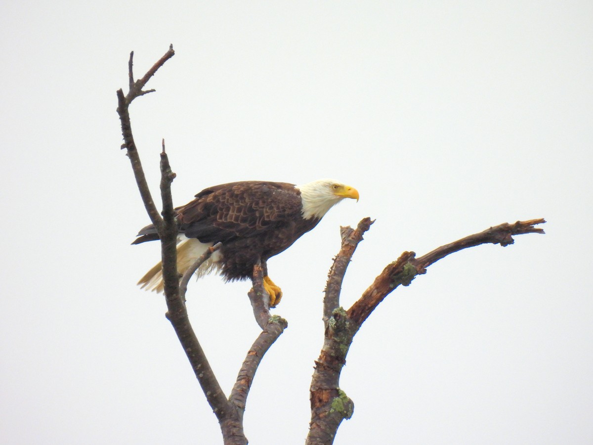 Bald Eagle - ML644462966