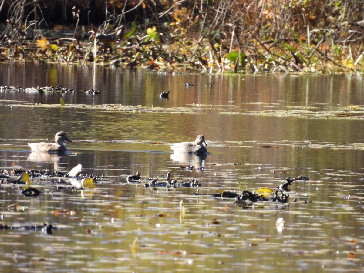 Нерозень - ML644462970