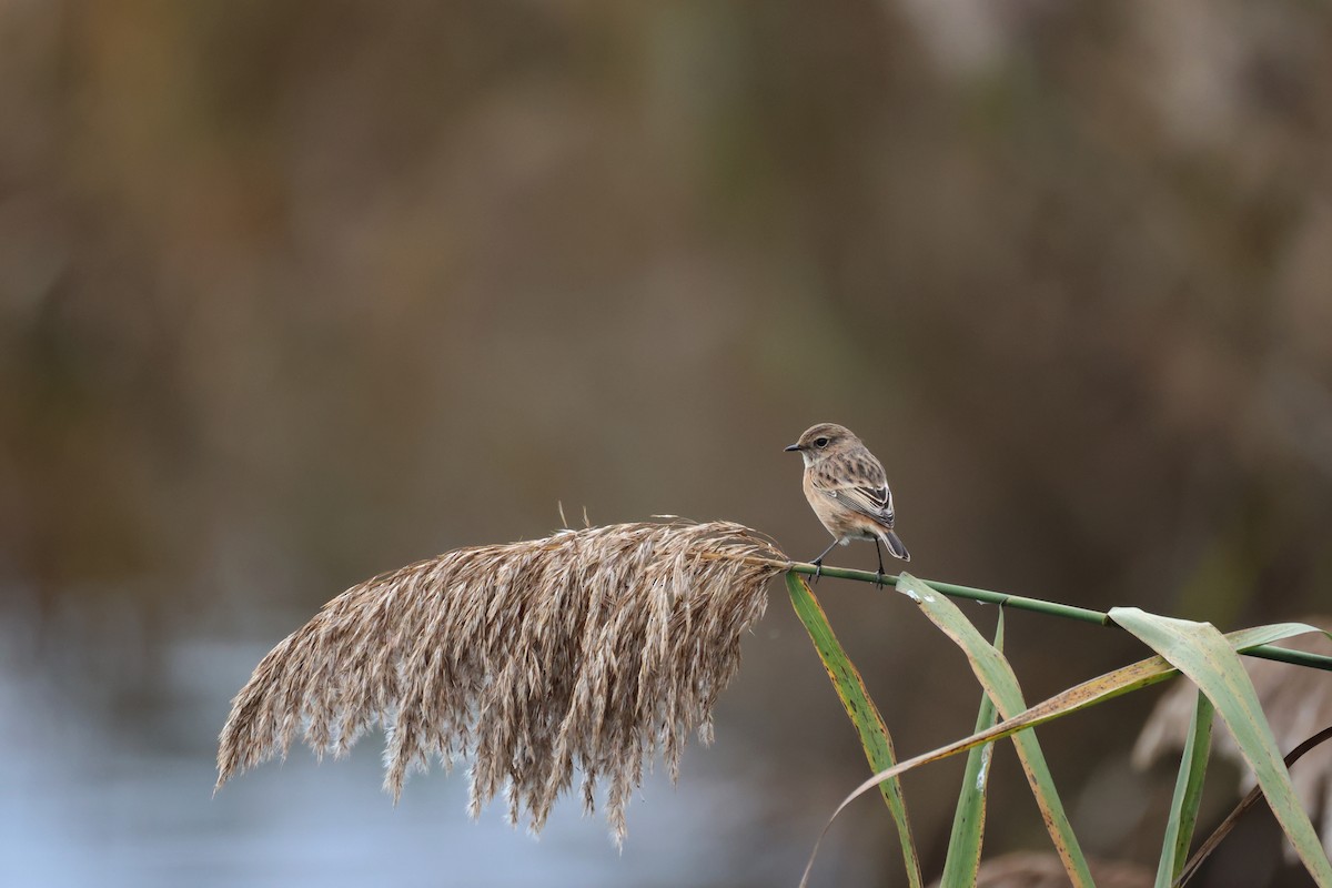 European Stonechat - ML644462976
