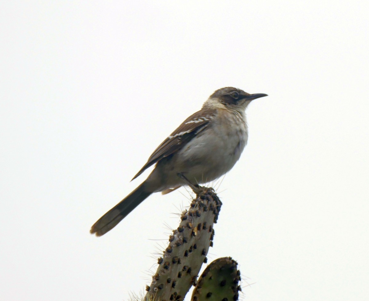 Galapagos Mockingbird - ML644462981