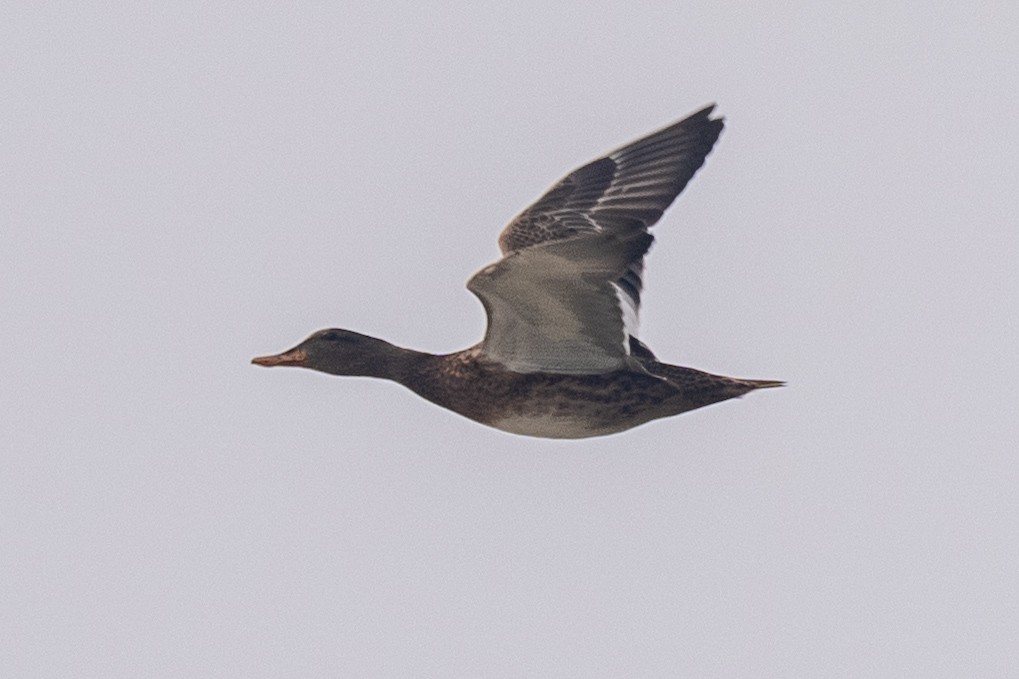 Нерозень - ML644462988