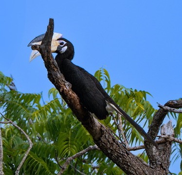 Cálao Coronado - ML644462990