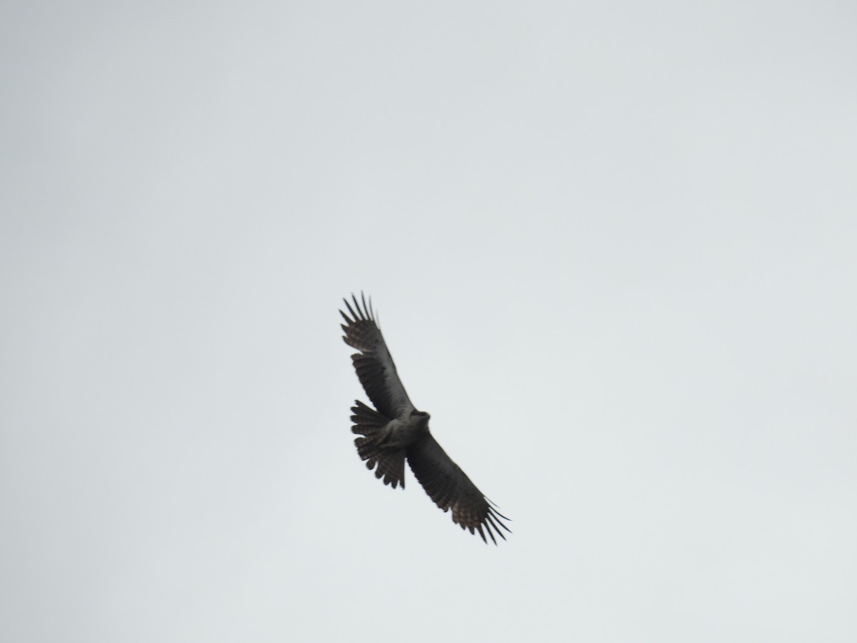 Aigle à ventre roux - ML644462992