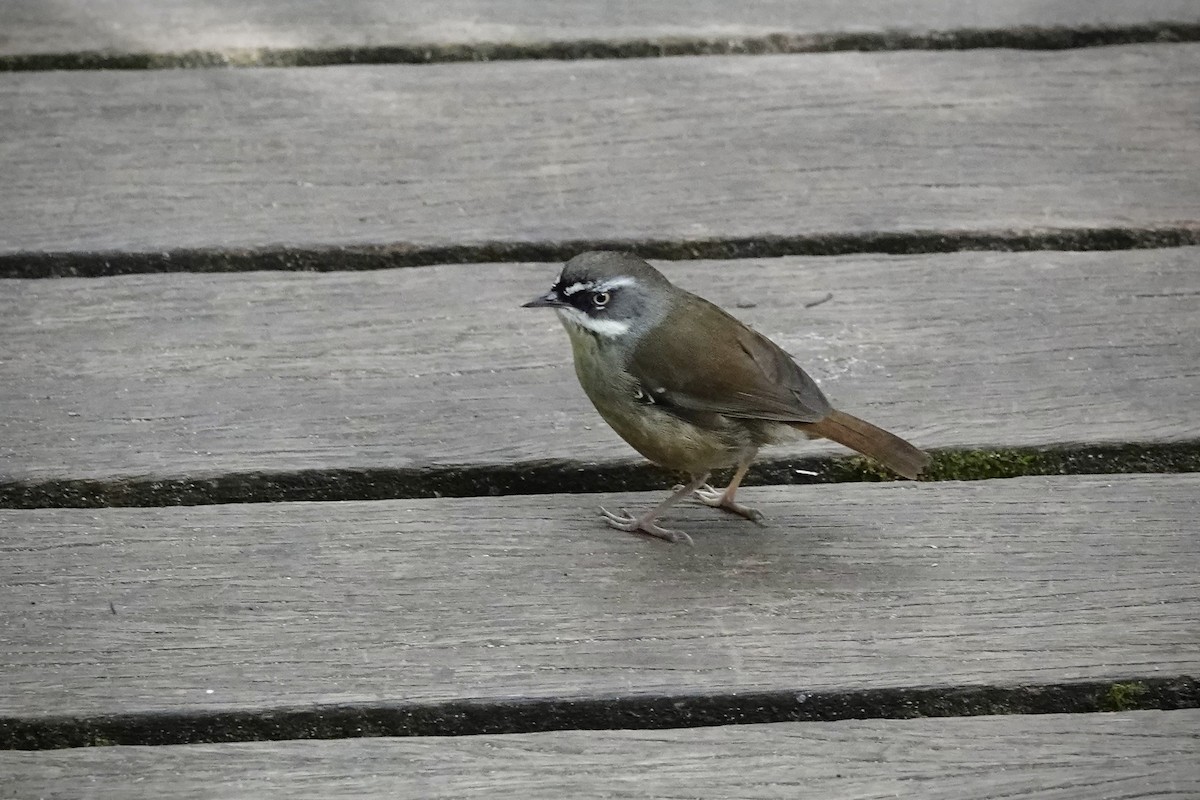 White-browed Scrubwren - ML644462994